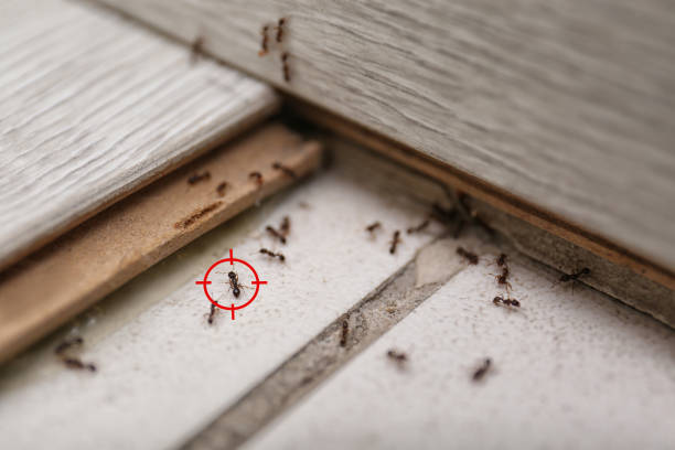 Best Wasp Removal Services  in West Whittier Los Nietos, CA